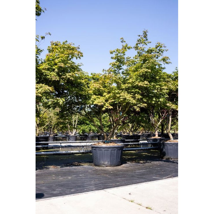 Japanilainen vaahtera - Acer palmatum &