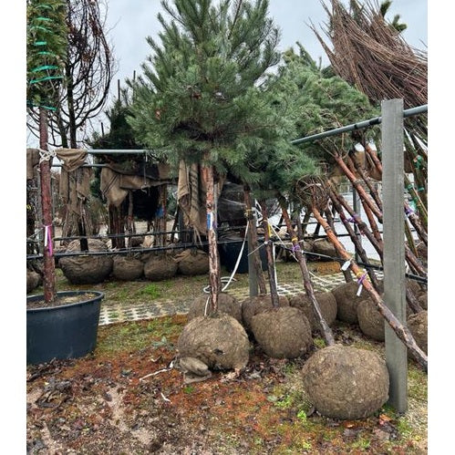 Puu - Pinus sylvestris - Rungon ympärys 20-25 cm, korkeus 4-4,5 metriä, HS,