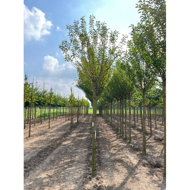 Hybridikirsikka - Prunus gondouinii &