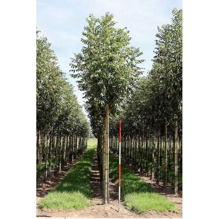 Kysy - Fraxinus excelsior &