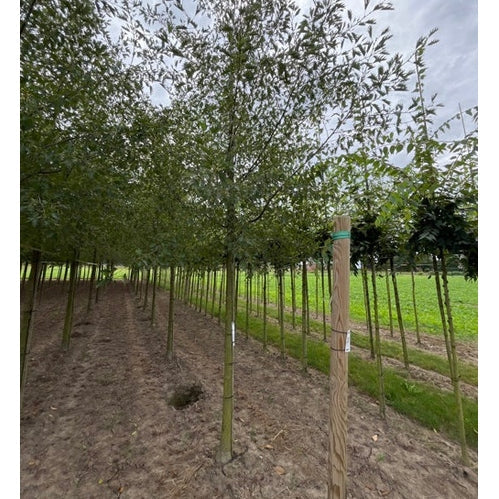 Klibbal - Alnus glutinosa &