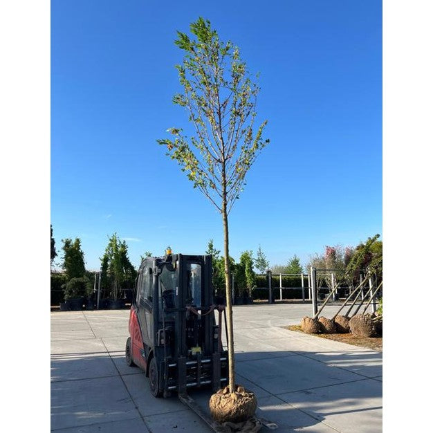 Makeat kirsikat - Prunus avium &