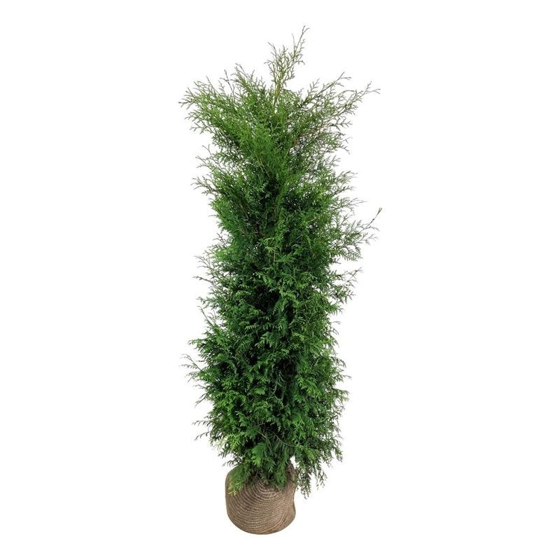 Thuja occ. &