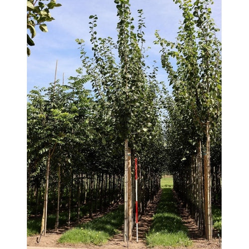 Asp - Populus tremula - Rungon ympärys 14-16 cm, korkeus 3,5-4 metriä, HS,