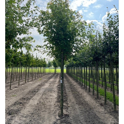 Kapealehtinen hopeahautakuu - Acer saccharinum &