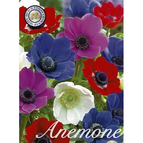 Anemon De Caen Mix 50-pakkaus