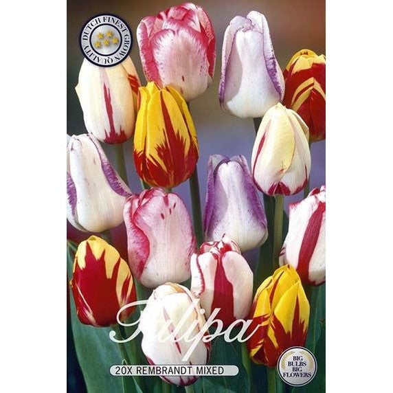 Tulppaani Rembrandt Mix 20-pakkaus