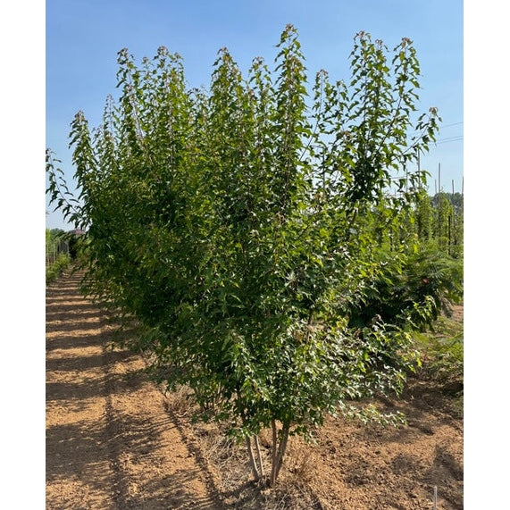 Ginnalalönn - Acer tataricum &