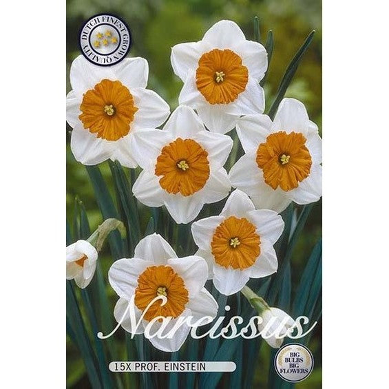 Narcissi Barrett Browning 12-pakkaus