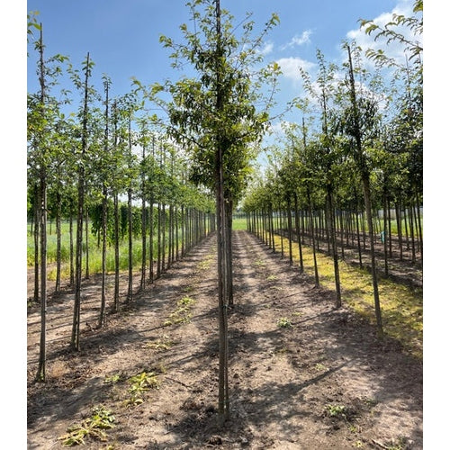Pihlajanmarjaomenapuu - Malus toringo &