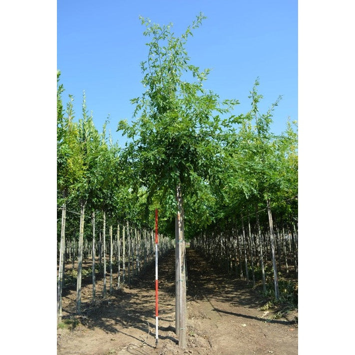 Kärrek - Quercus palustris - Rungon ympärys 16-18 cm, korkeus 3,5-4 metriä, HS,