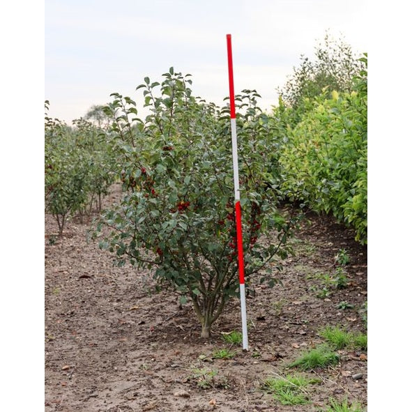 Koristeomenapuu - Malus &