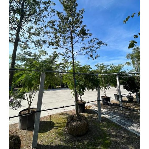 Turkkilainen tammi - Quercus cerris - Rungon ympärysmitta 20-25 cm, korkeus 4-4,5 metriä, HS,