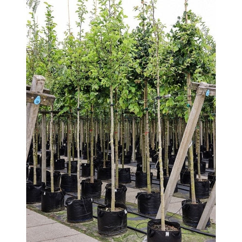 Japanilainen magnolia - Magnolia kobus - Rungon ympärys 16-18 cm, korkeus 3,5-4 metriä, HS, CONT