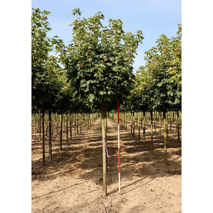 Vaahtera - Acer platanoides &