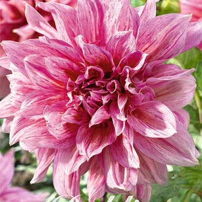 Dahlia Dekoratiiv Striped Emory Paul 1-pack UUTUUS