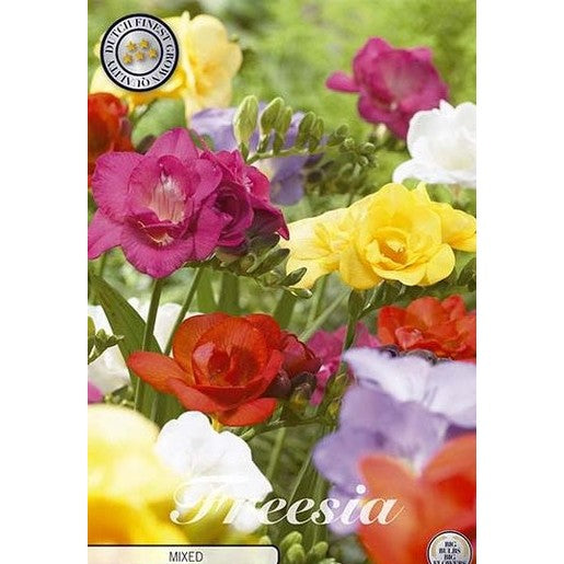Freesia Double Mixed 15-pakkaus