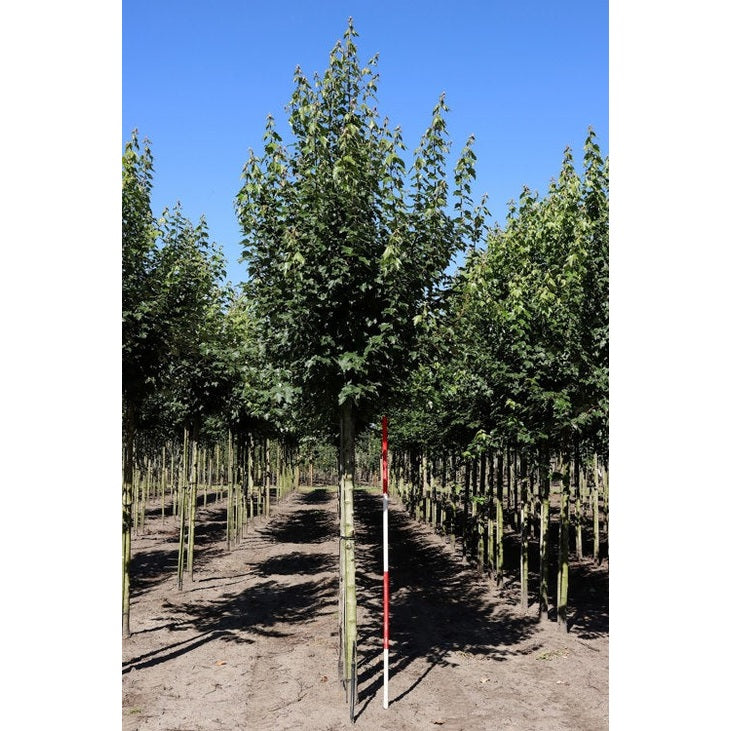 Punavuori - Acer rubrum &