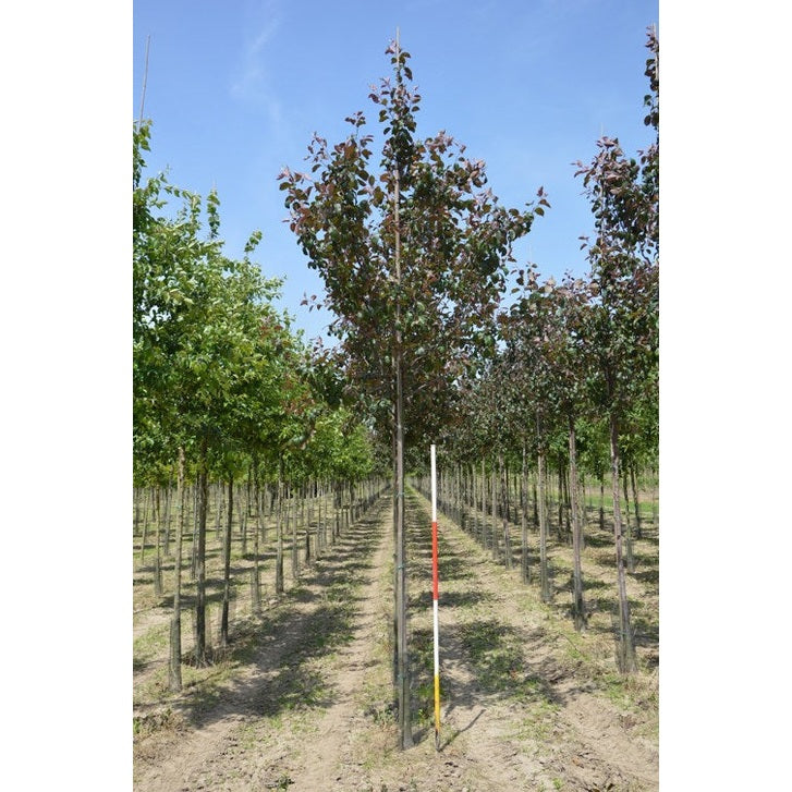 Koristeomenapuu - Malus &