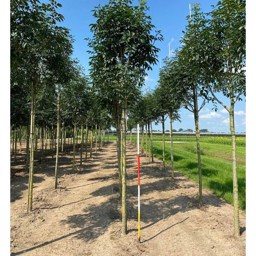 Mannaask - Fraxinus ornus - Rungon ympärysmitta 20-25 cm, korkeus 4-4,5 metriä, HS,