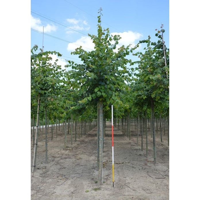 Skogslind - Tilia cordata &