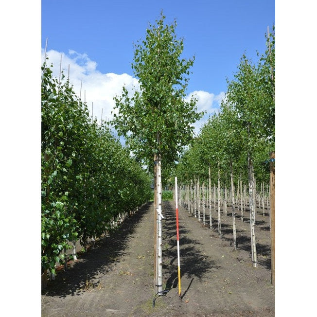 Värttipaju - Betula pendula &