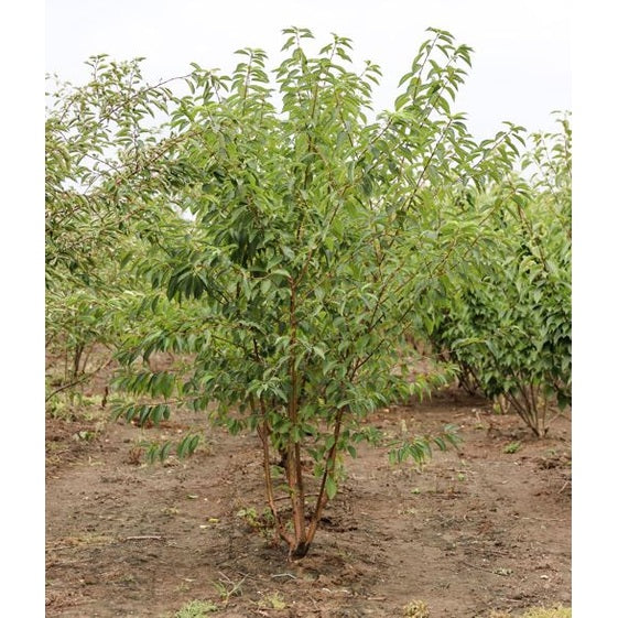 Näverhägg - Prunus maackii 250-300 MS DRKL
