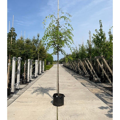 Japani zelkova - Zelkova serrata GREEN VASE - Rungon ympärys 12-14 cm, korkeus 3-3,5 metriä, HS, CONT