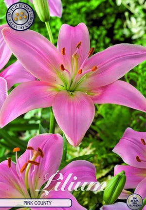 Asiatlilja-Lilium Pink County 2-pack NYHET