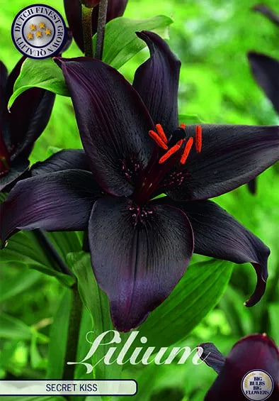 Asiatlilja-Lilium Asiatic Secret Kiss 2-pack NYHET