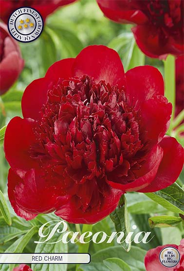 Pion-Paeonia Red Charm 1-pack