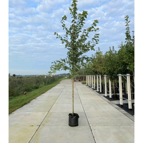 Freemanlönn - Acer freemanii SYKSYN LOIMU - Rungon ympärysmitta 16-18 cm, korkeus 3,5-4 metriä, HS, CONT