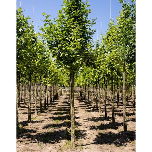 Klibbal - Alnus glutinosa 12-14 HS,