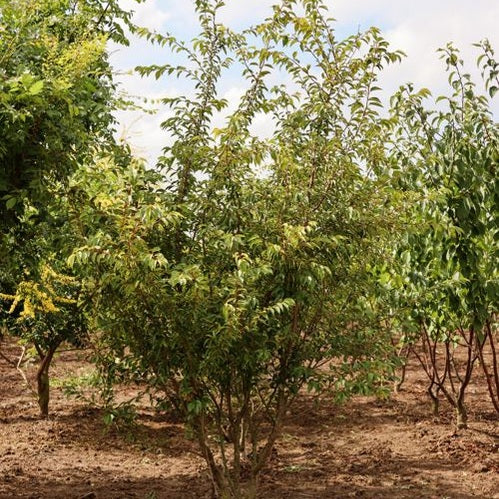 Talvikirsikka - Prunus subhirtella &