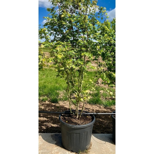 Japanilainen vaahtera - Acer palmatum 175-200 MS CONT