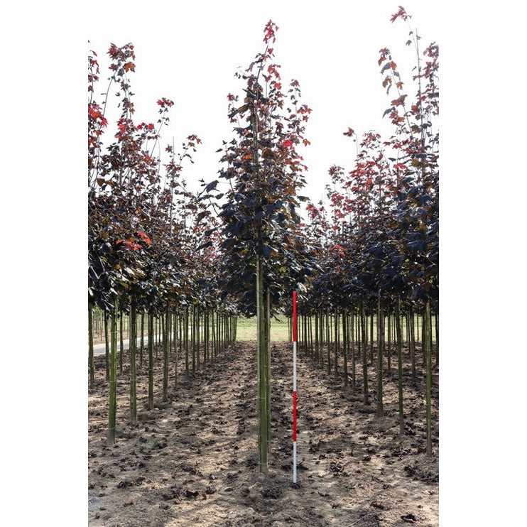 Vaahtera - Acer platanoides &