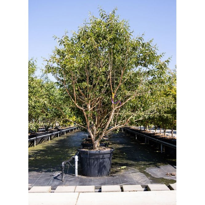 Kaprifoli - Heptacodium miconioides 250-300 MS