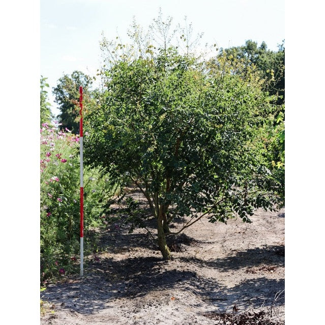 Papegojpensas - Parrotia persica 200-250 MS DRKL