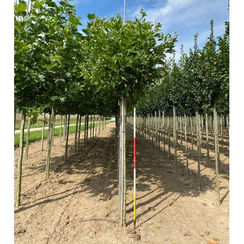 Platan - Platanus hispanica &