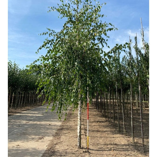 Häkkypaju - Betula pendula - Rungon ympärysmitta 18-20 cm, korkeus 4 +/- metriä, HS,