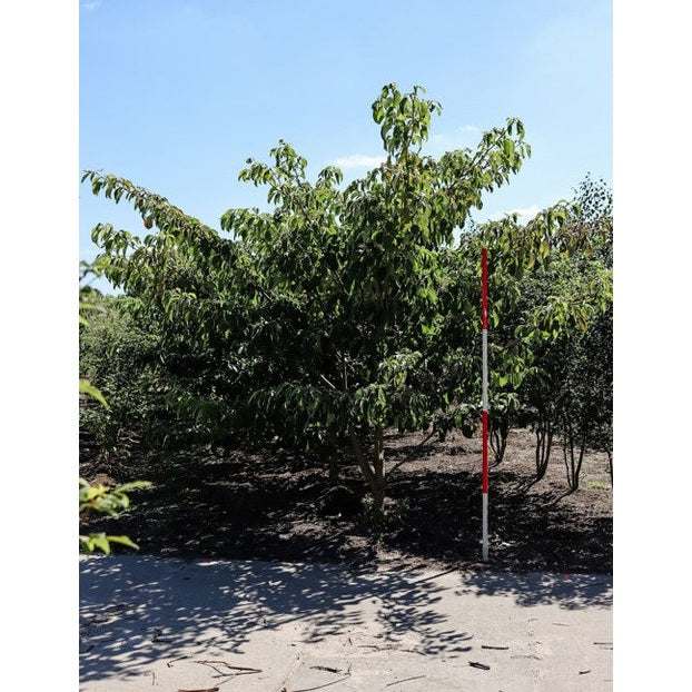 Pagodipensas - Cornus controversa 250-300 MS