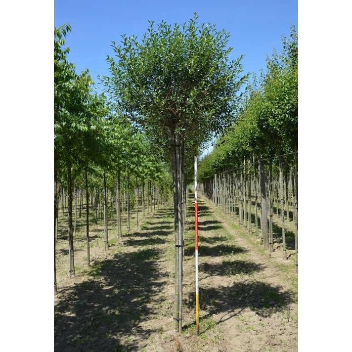Klotkirsikka - Prunus eminens &