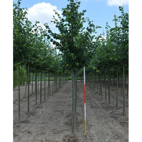 Lehtikuusi - Tilia cordata - Rungon ympärys 14-16 cm, korkeus 3,5-4 metriä, HS,
