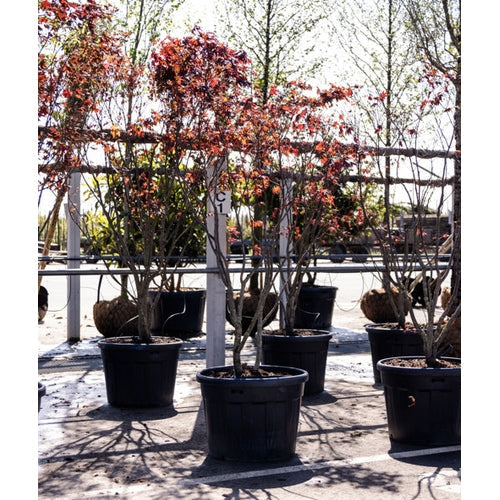 Japanilainen vaahtera - Acer palmatum &