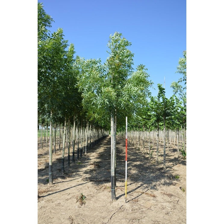Smalbladinen pähkinäpensas - Fraxinus angustifolia &