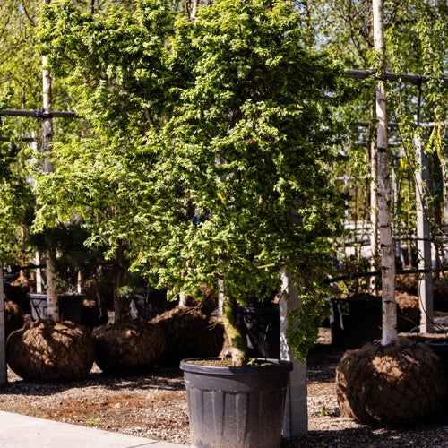 Lundalm - Ulmus minor &