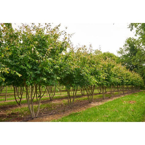 Papegojpensas - Parrotia persica 400-450 MS