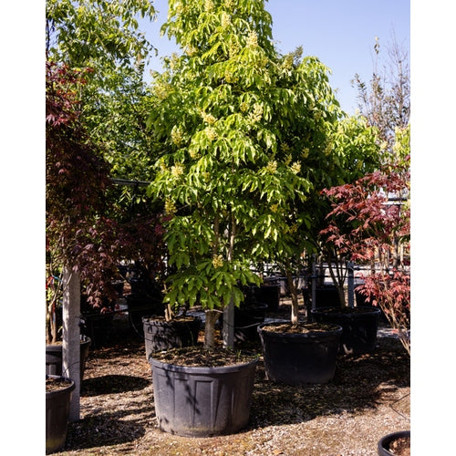 Keltakukkainen hevoskastanja - Aesculus flava 250-300 MS CONT
