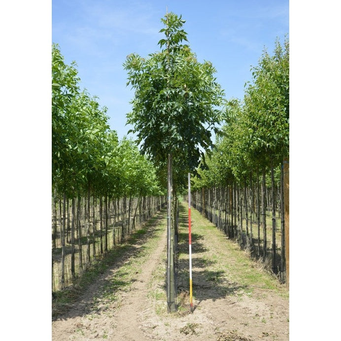 Kysy - Fraxinus excelsior &