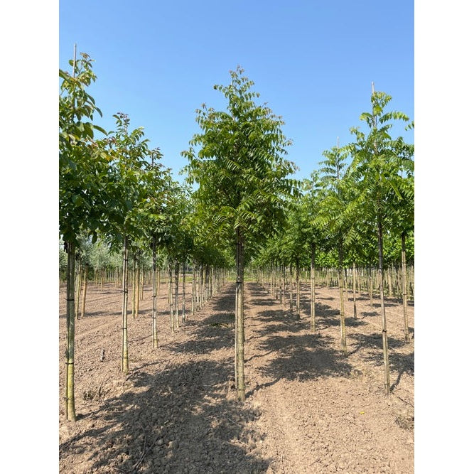 Musta pähkinä - Juglans nigra - Rungon ympärysmitta 20-25 cm, korkeus 4-4,5 metriä, HS,